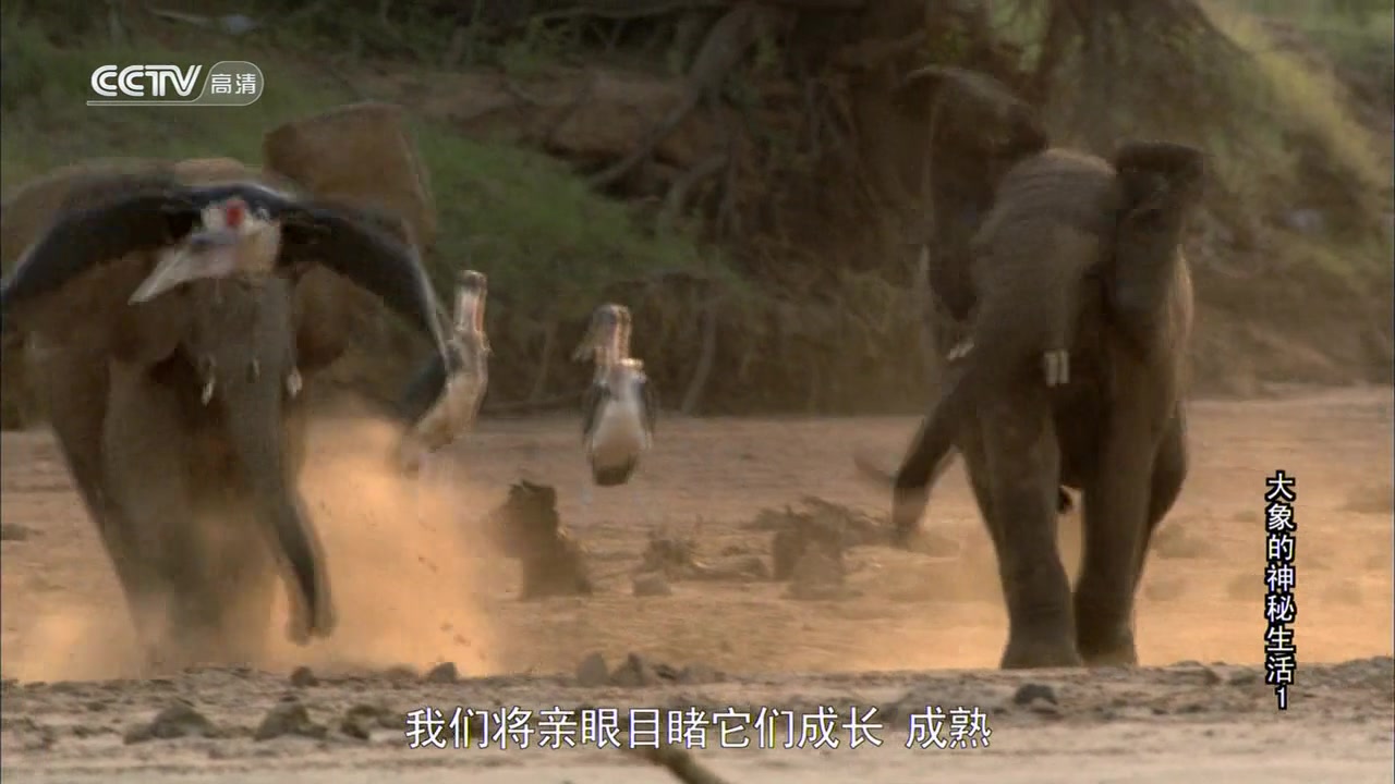 《大象的神秘生活》共3集