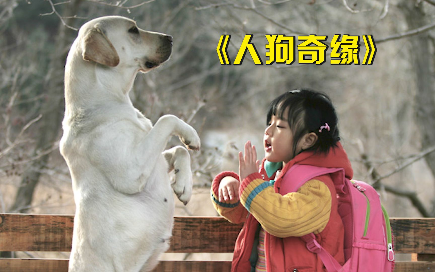 被抛弃的狗狗，用自己的生命救下主人，从头哭到尾的催泪电影