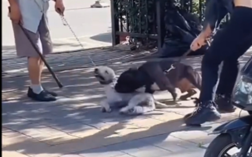 烈性犬活活咬死白狗