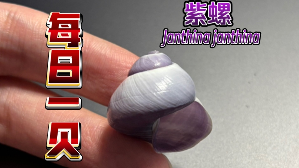 【每日一贝】紫螺