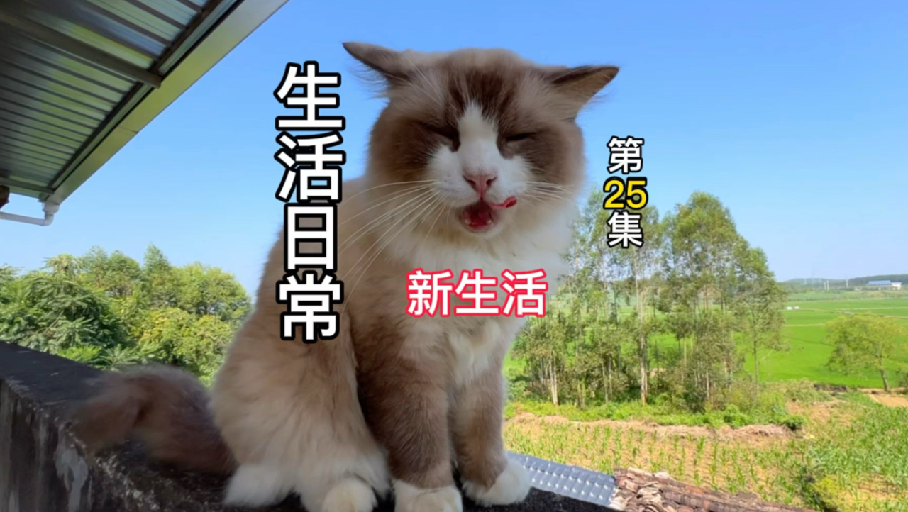 布偶猫为了抓到老鼠居然跑到山里去！