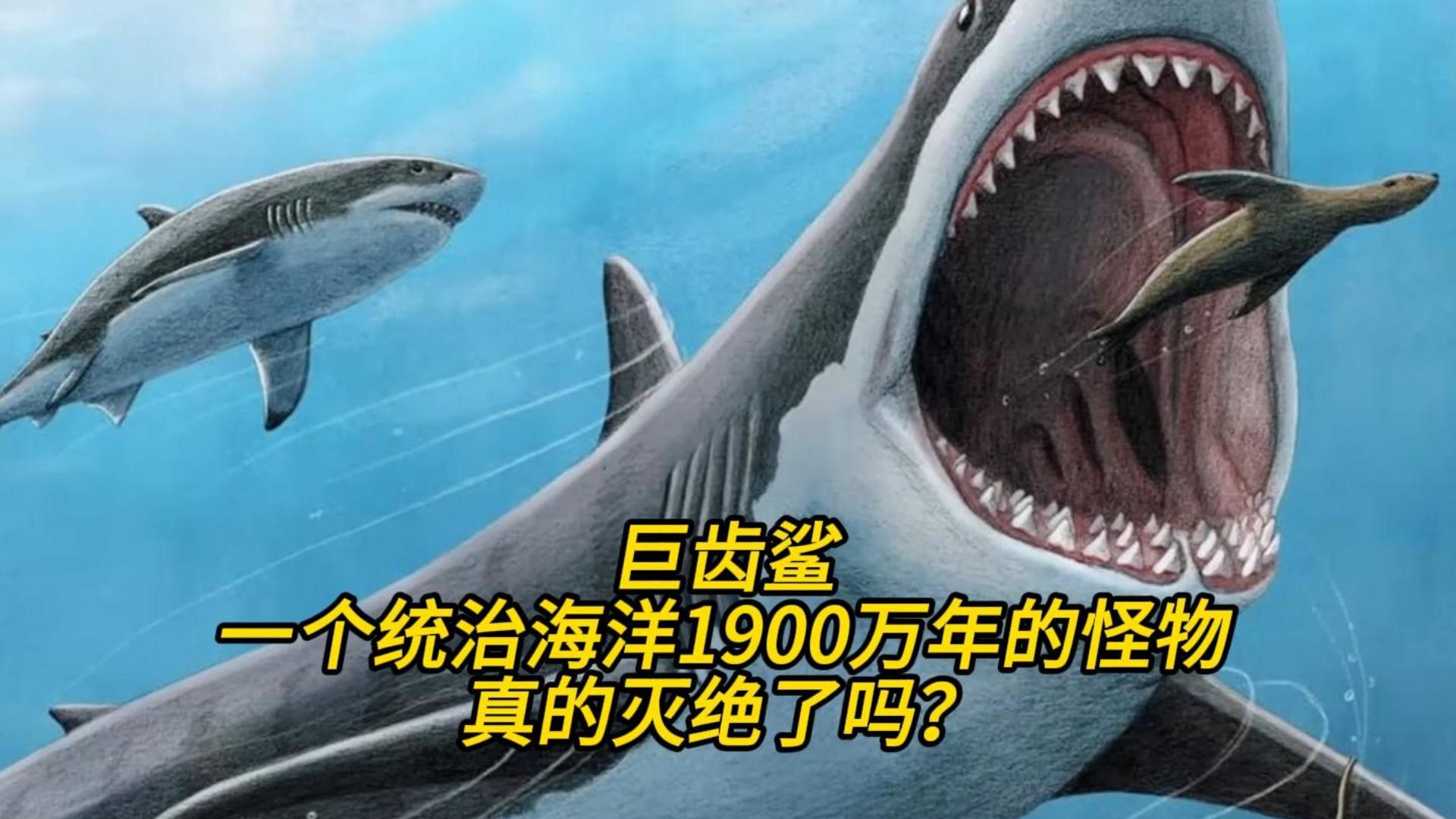 巨齿鲨，一个统治海洋1900万年的怪物，真的灭绝了吗？