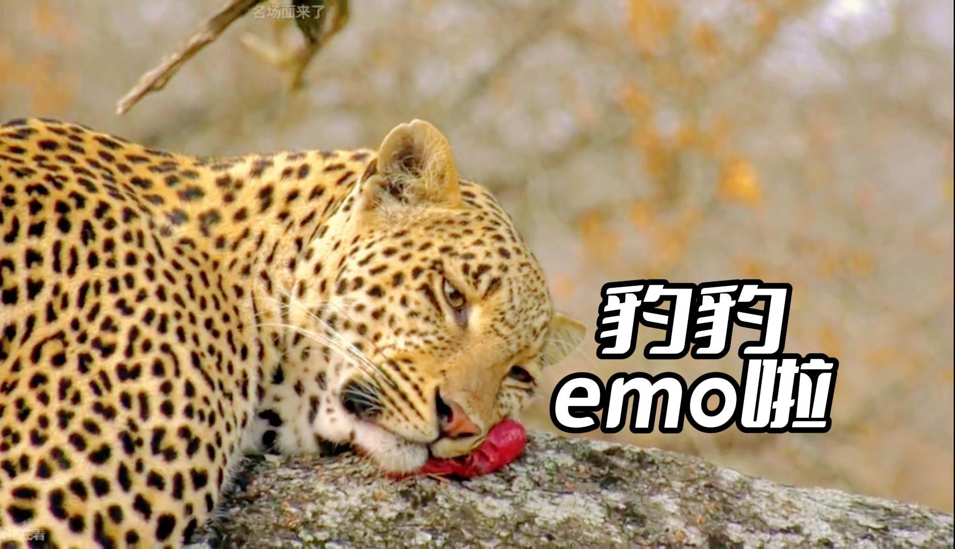 豹豹emo啦 豹炸了