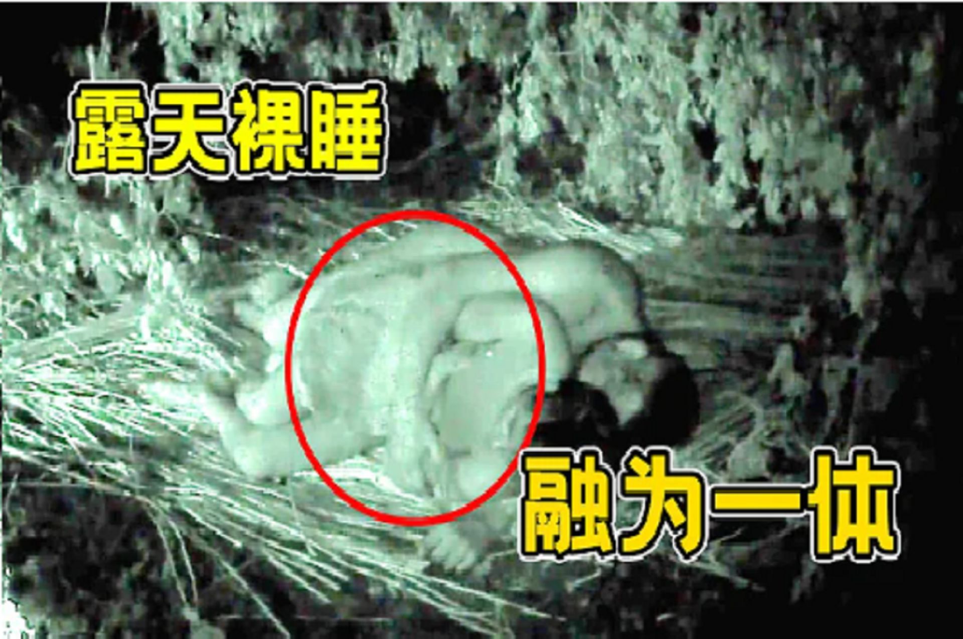 【荒野求生】黄腔搭档二人组感情好得就差当场“造孩子“，一起烧家，一起快活