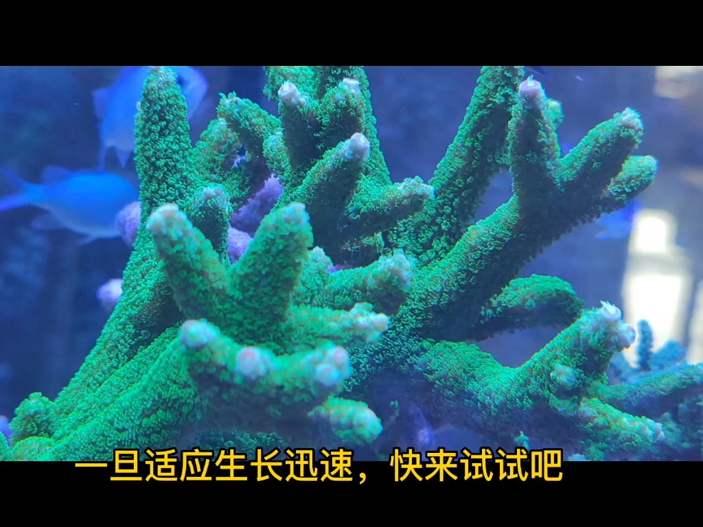 新手下海入门珊瑚推荐