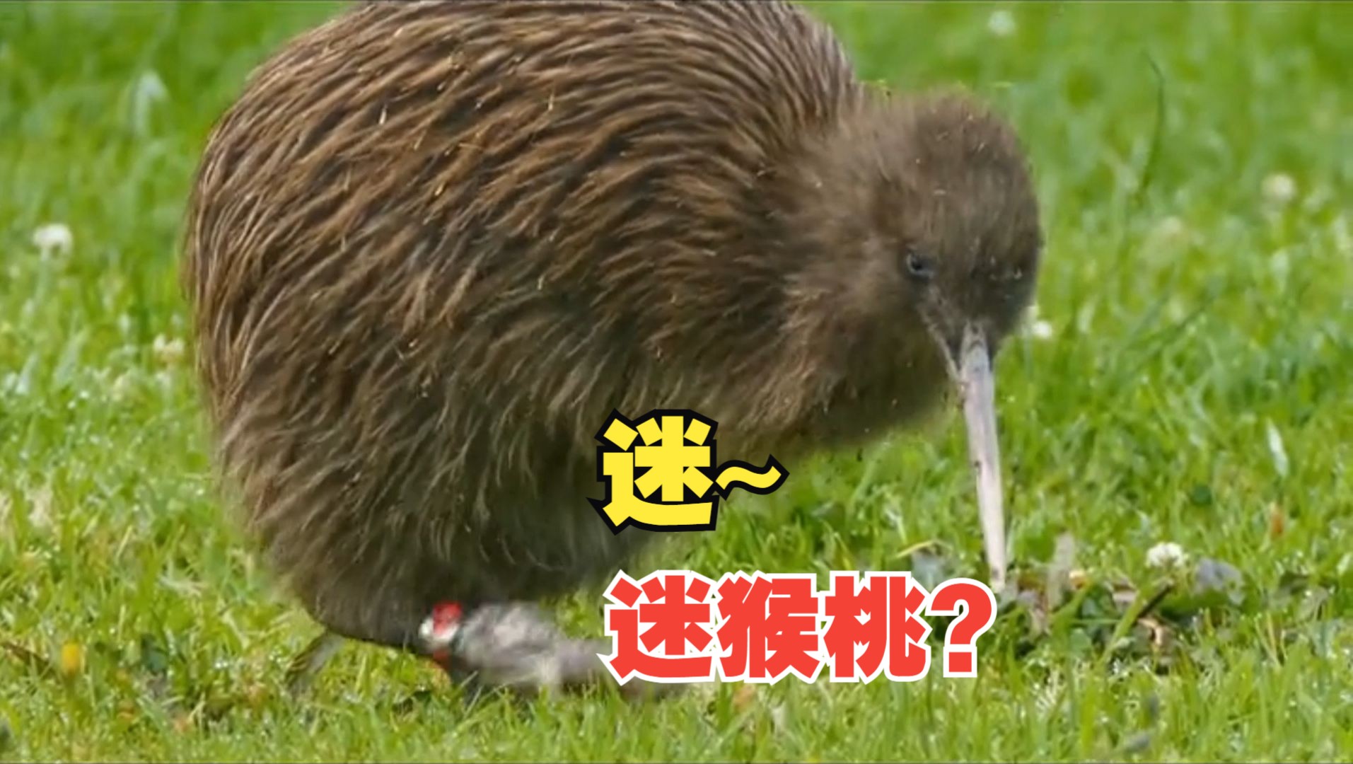 迷猴桃几维鸟的，18个奇怪特征！