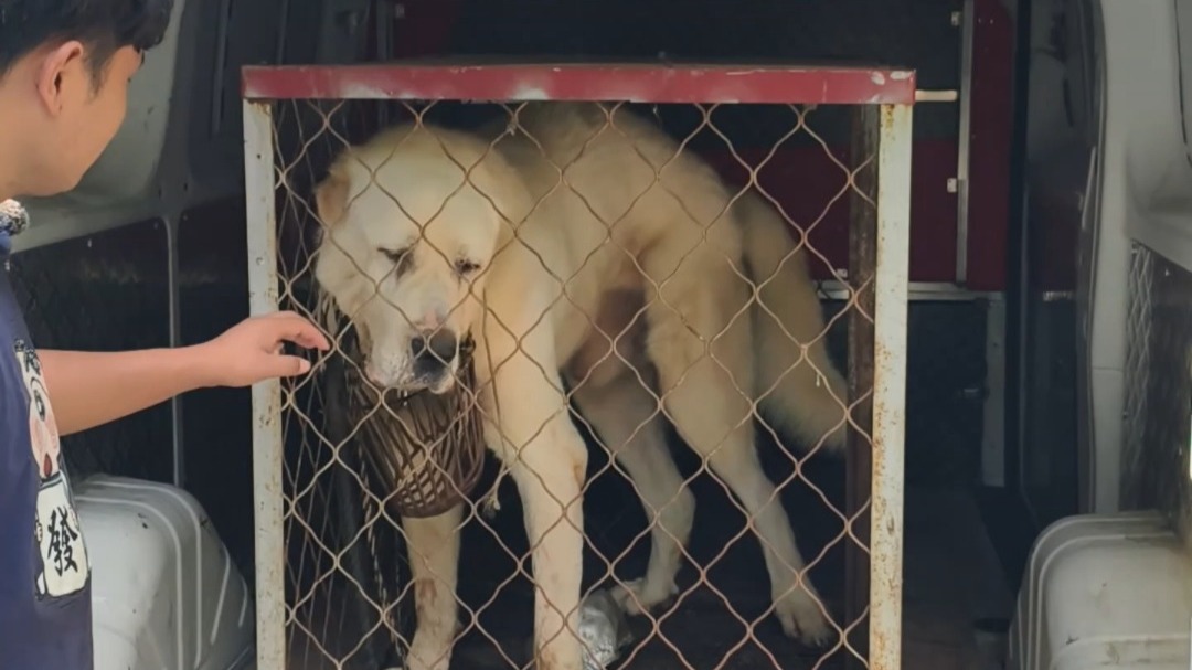 全网最大最凶最恶的猛犬