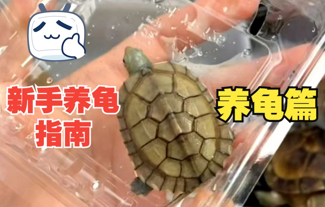 【新手养龟指南】养龟篇。最全面最详细的新手入坑养龟攻略！