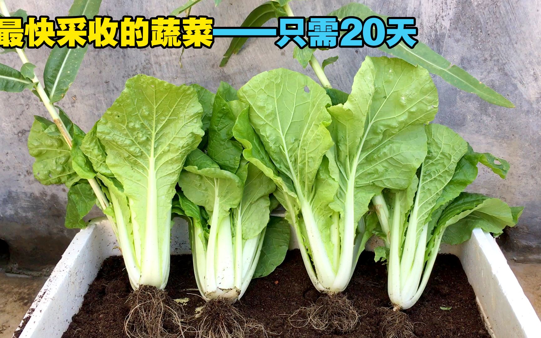 最快采收的白菜——快菜
