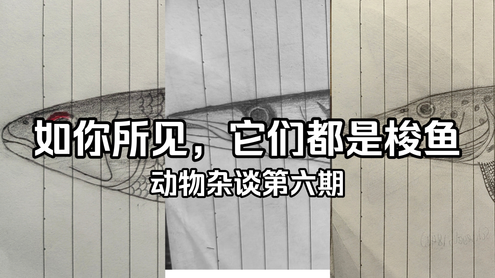 恐龙许的动物杂谈-006：竟然有三种完全不同的鱼类都叫梭鱼？