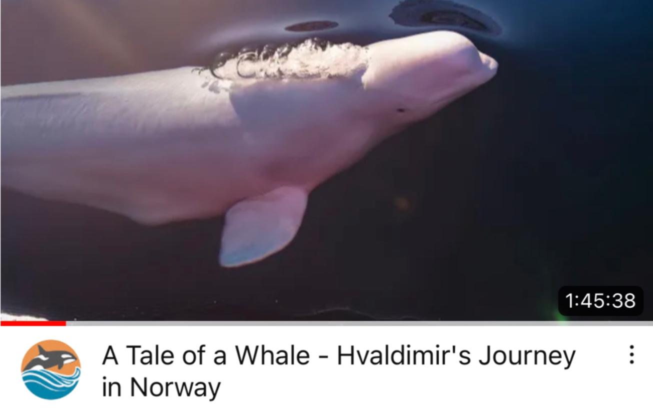 A Tale of a Whale-Hvaldimir’s Journey in Norway