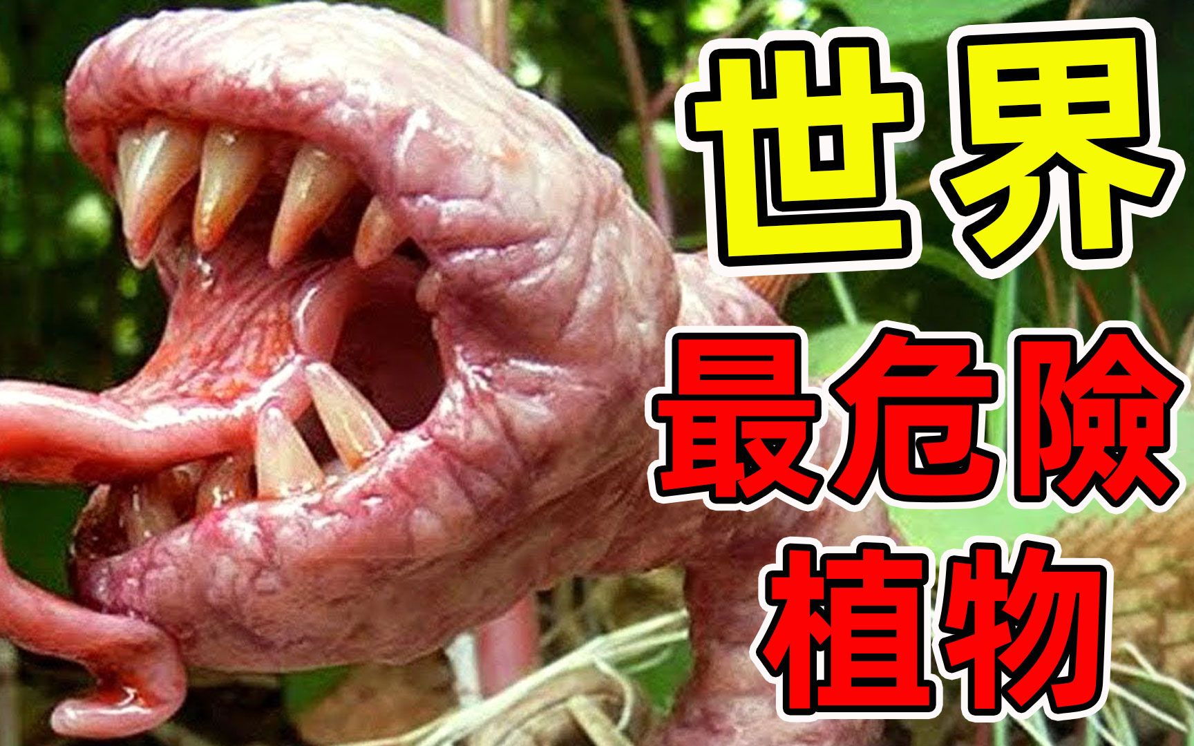 10种最危险的吃肉植物！真实存在的食人花，第一名千万不要碰。
