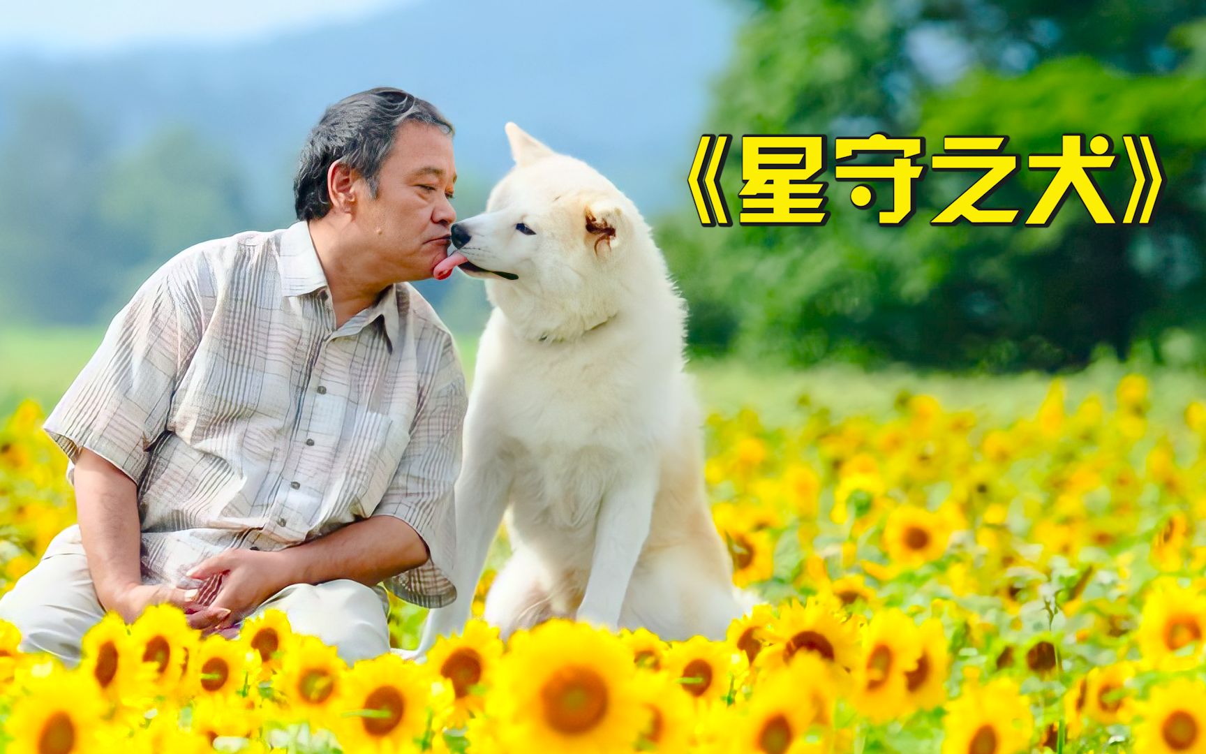 高分催泪温情电影，狗狗每天给主人带吃的，不知主人已经死了半年