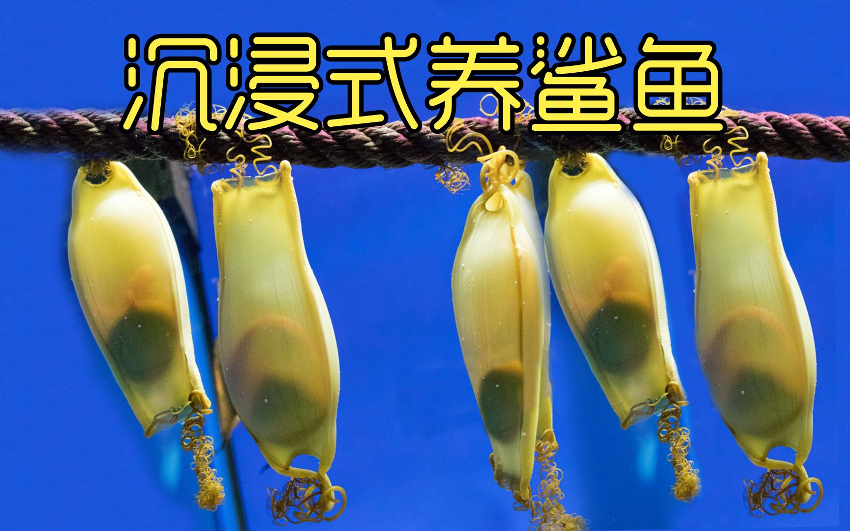 菜市场捡来的鲨鱼卵，历经5个月时间孵化鲨鱼宝宝，太神奇太有趣了