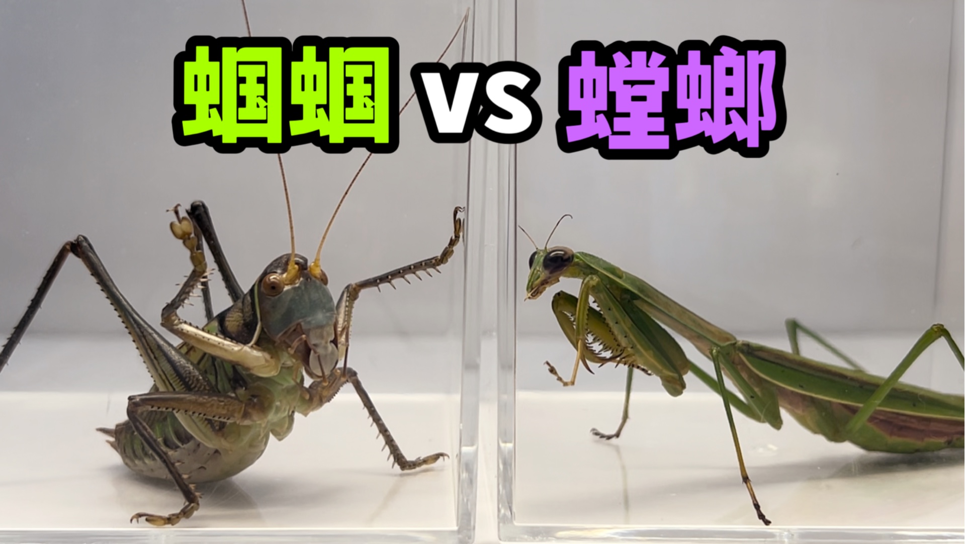 把一只大螳螂和大蝈蝈关一起！会发生什么事？