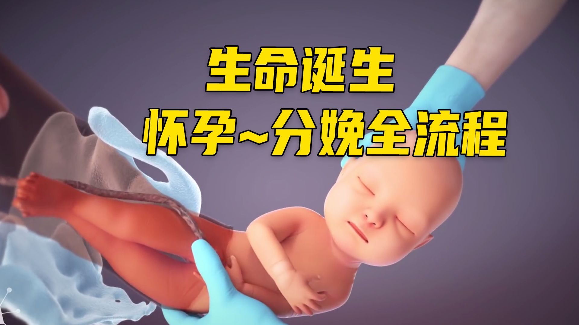 一次性讲清生命诞生的全过程，以及孕期~分娩的全流程。