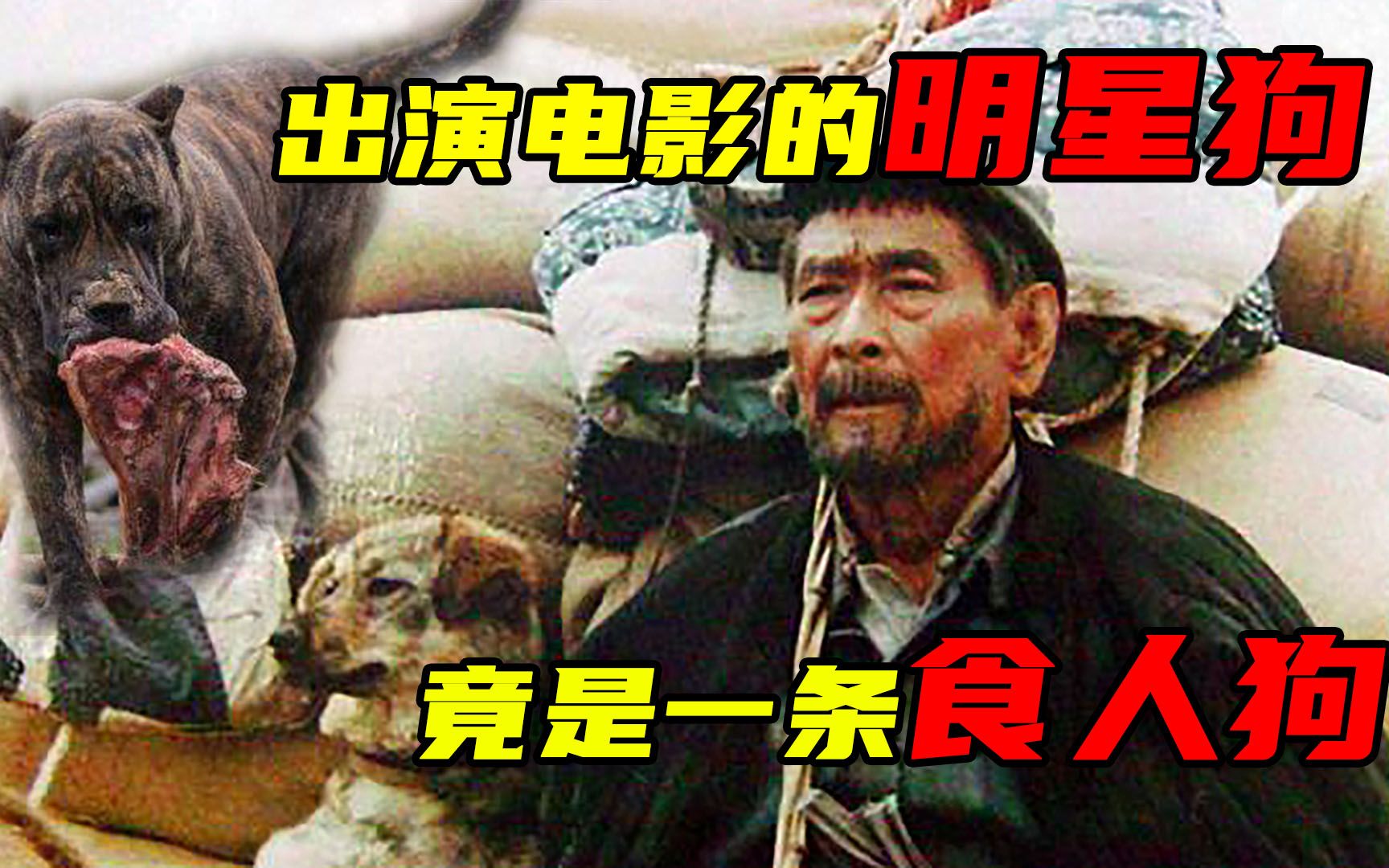 出演著名电影的“明星狗”，现实中竟是吃了无数人的“食人狗”！