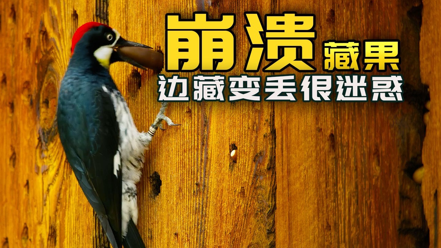 房主：好好的家，让你啄成蜂窝煤