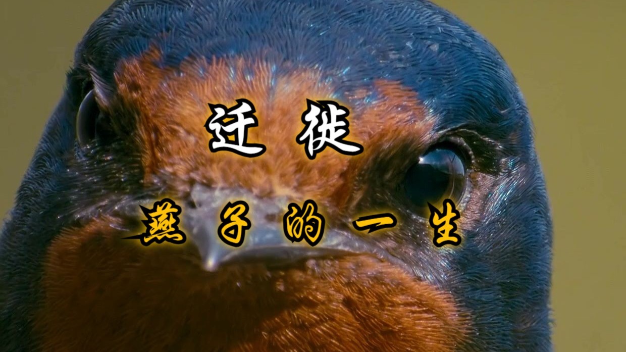 历经坎坷，终见光明，迁徙的燕子每年都去往了哪里？
