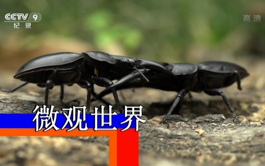 【CCTV-HD】微观世界【1080P】【2017】【5集全】