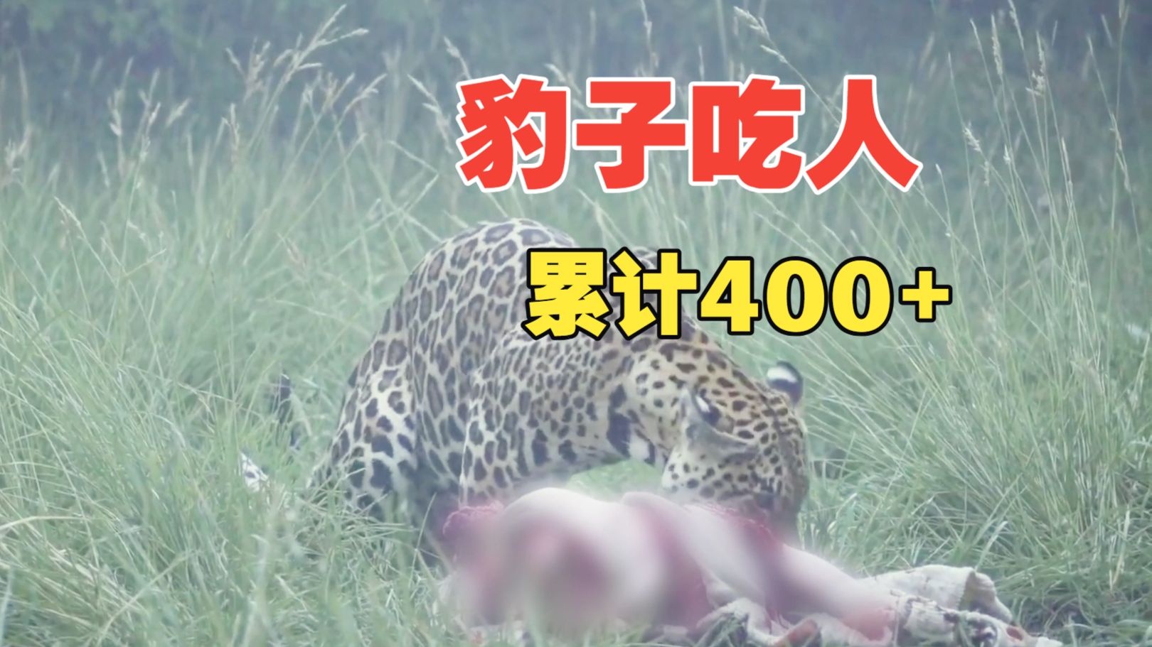 班纳尔食人豹