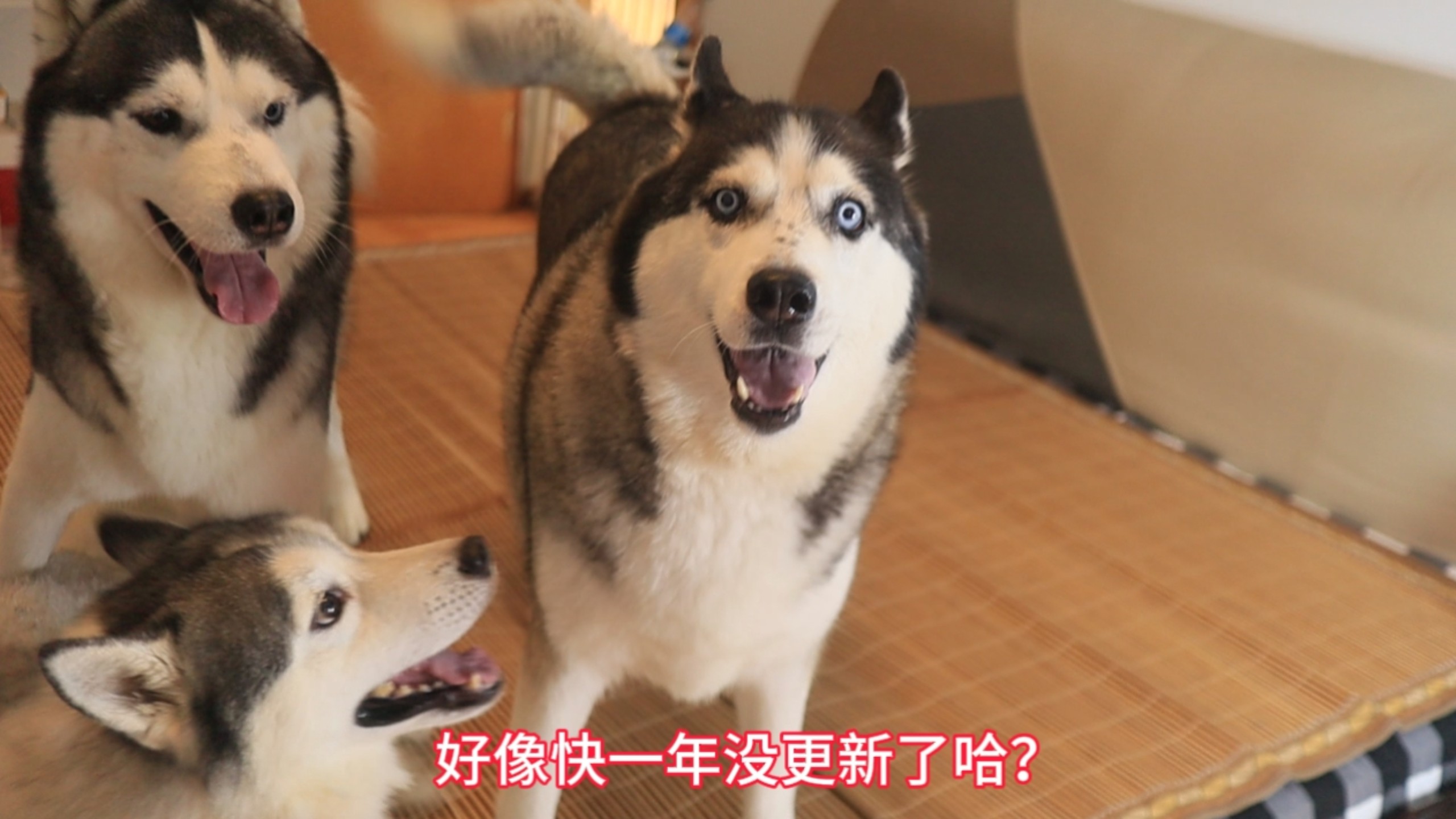 停更近一年，我去山里生活了！