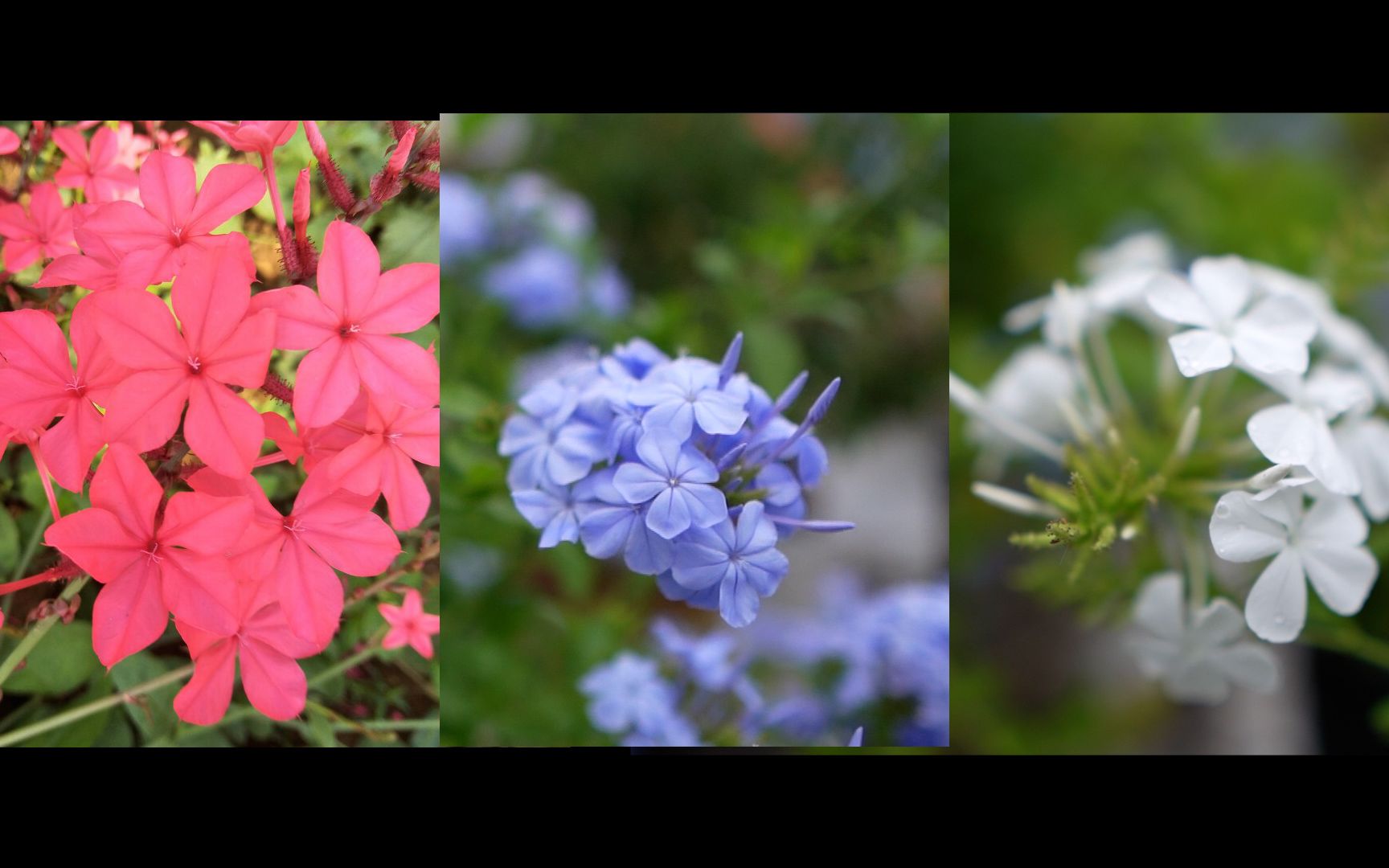 蓝雪花、白雪花、红雪花，哪种颜色的雪花更是你的菜？