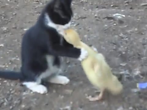 极度血腥！恶猫捕食小鸭子