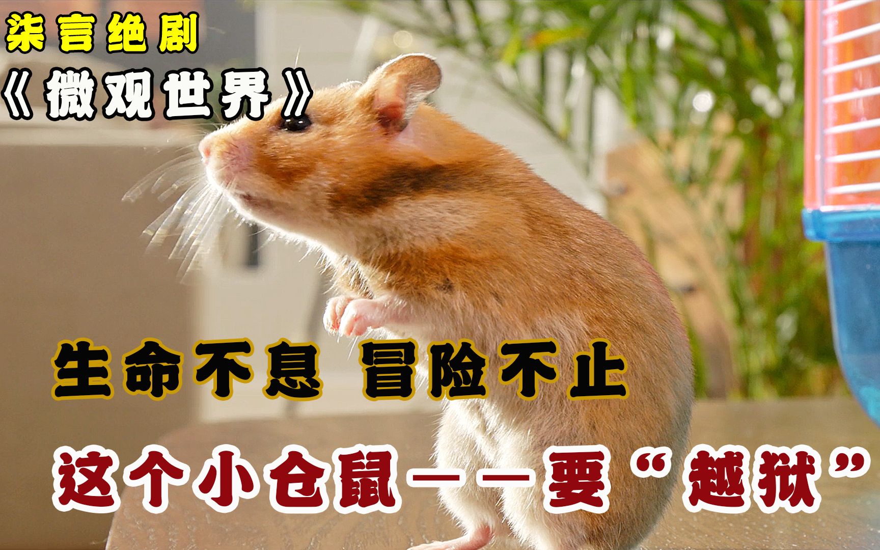 一只“越狱”小仓鼠的冒险之旅！——《微观世界》