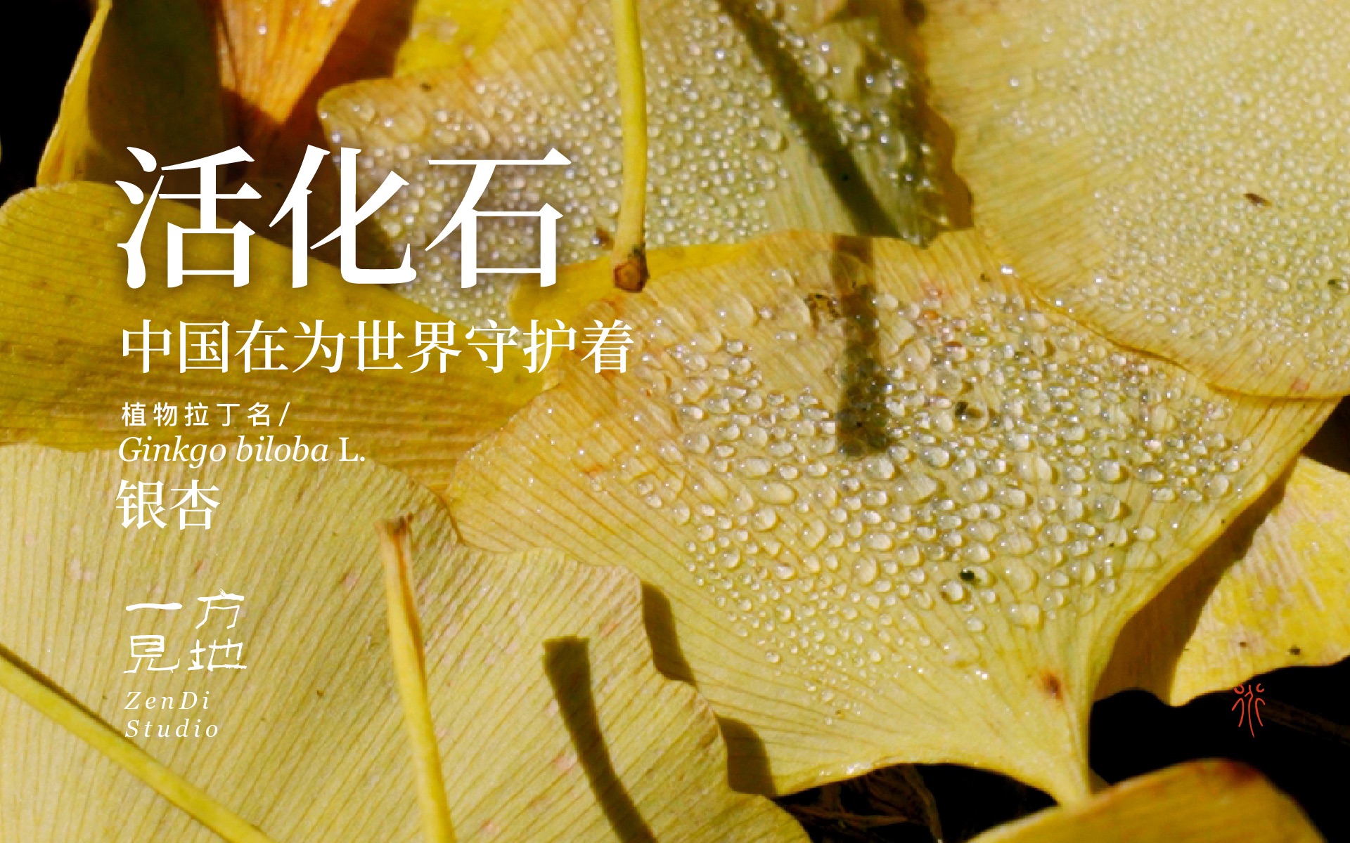 中国正在为世界守护着地球的“活化石”，她懂我们的星球，更懂我们