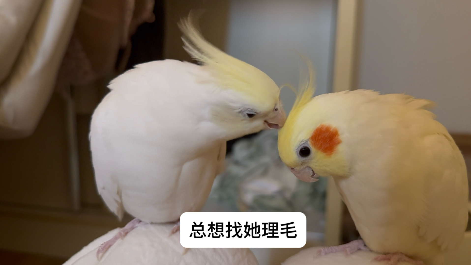 其实我一点都不讨厌你，只是鸟人不懂我们的关系