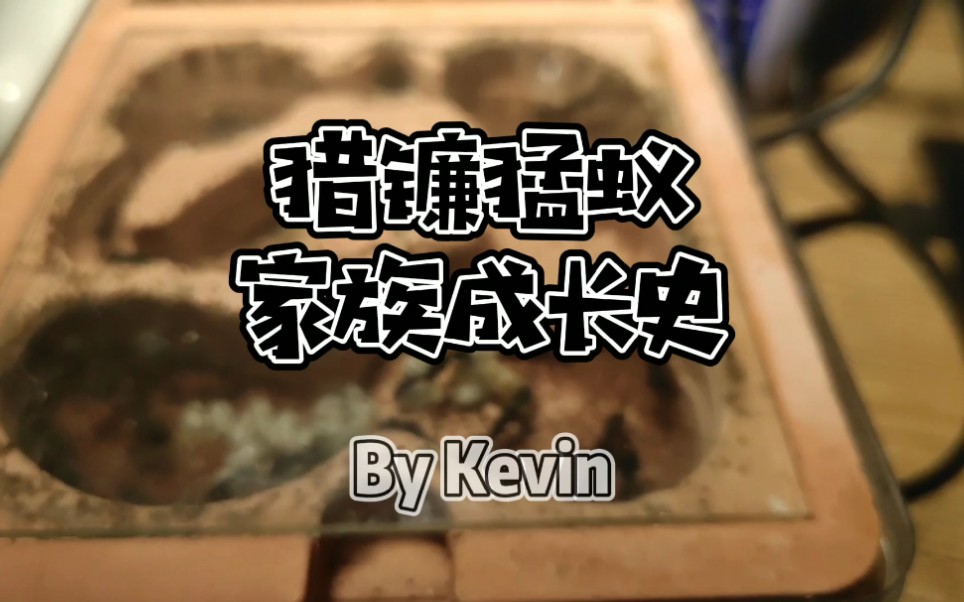 猎镰猛蚁家族成长史