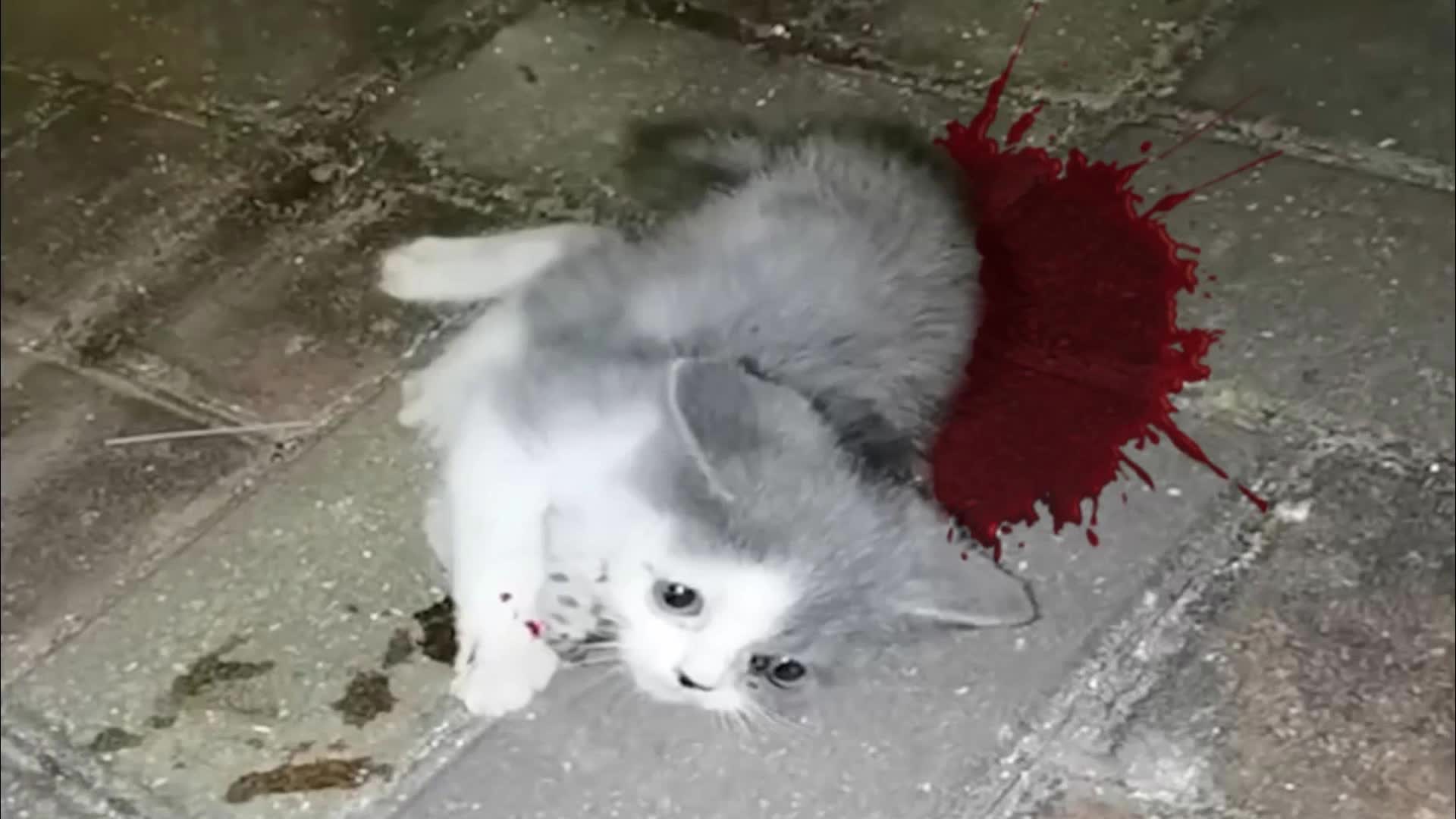 饥饿的小猫好不容易找到食物，竟被恶狗抓走，浑身咬伤，血流不止