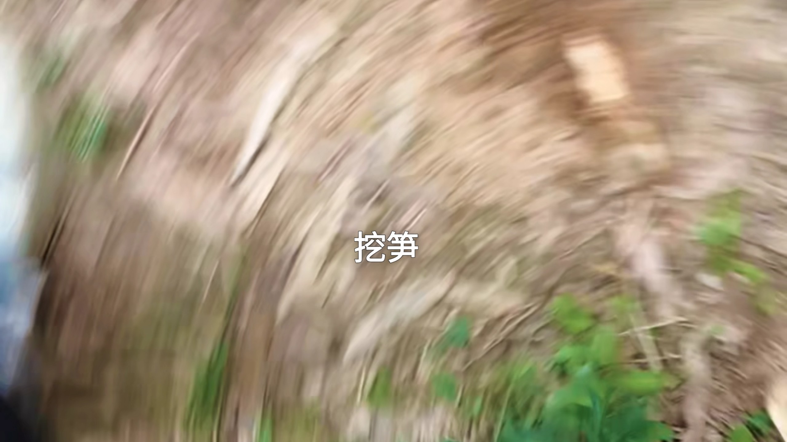 丛林之神