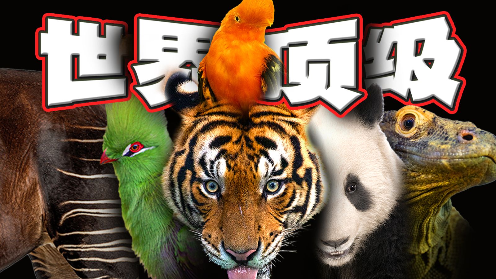 斑马杂交鹿？喂科莫多龙！夜袭无翼鸟...顶级动物园给我布置啥任务？