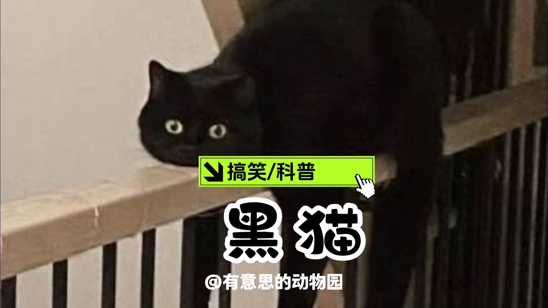 黑猫：两眼一闭 正反难辨