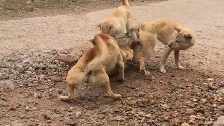 犬界酷刑之五狗分尸