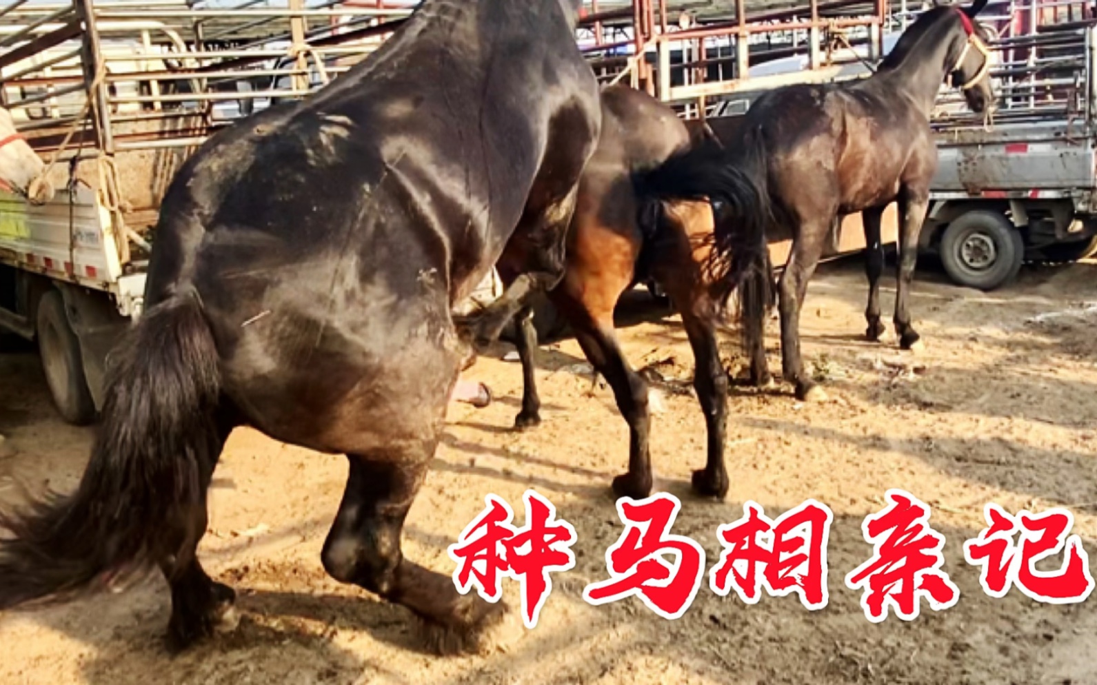 重型大公马千里迢迢来相亲，刚见母马就欢喜上头，相亲能成功吗