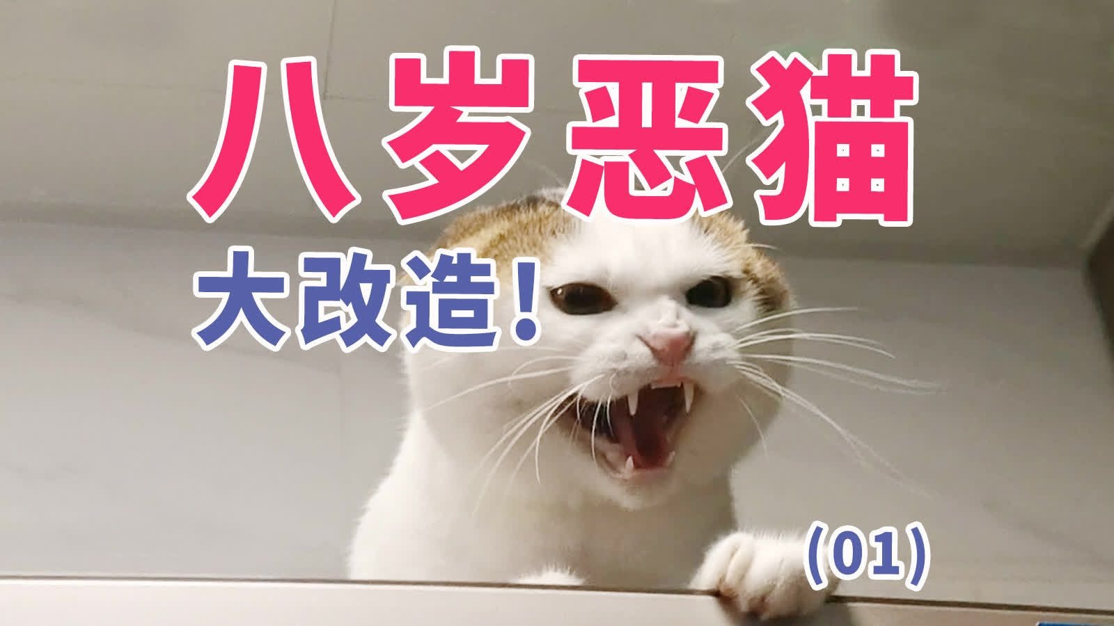 八岁恶猫大改造1！抓人咬人胆小狂躁应激创伤综合征-菜包