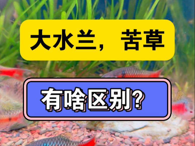 大水兰和苦草有什么区别？如何辨别？#大水兰 #苦草 #大水兰是苦草吗
