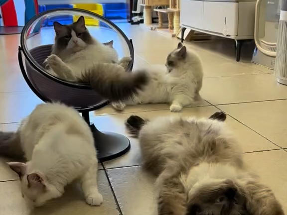 139只布偶猫不打架？秘密全在这！#无限咪 #布偶猫 #一碗水端平