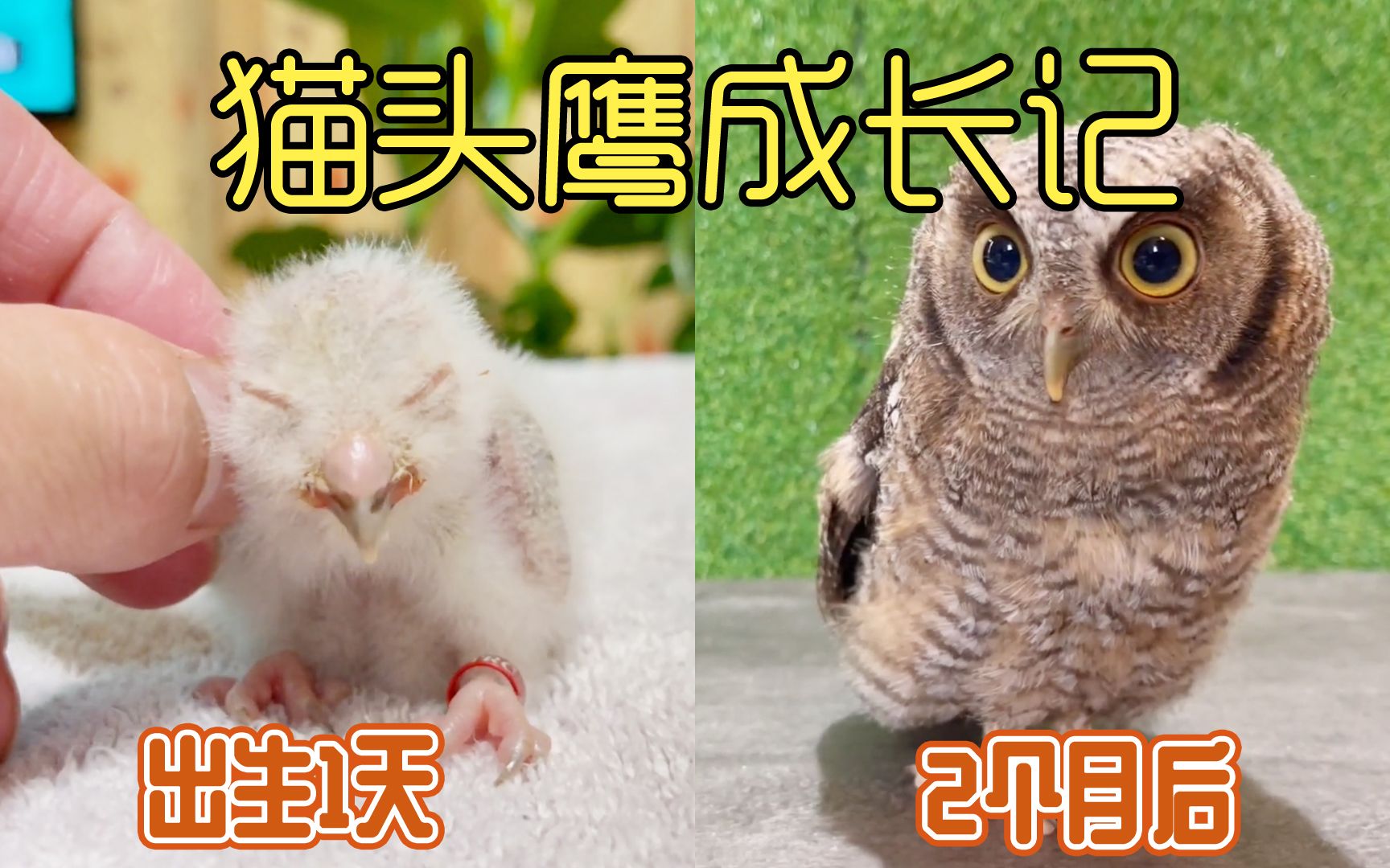 沉浸式养猫头鹰，记录卵孵化后60天成长过程，太可爱太好玩了
