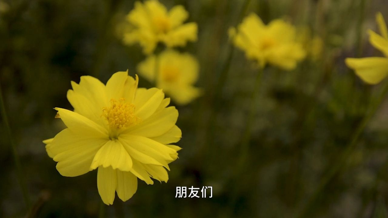 什么是慈悲心？为何说升起慈悲心，便可以得解脱？