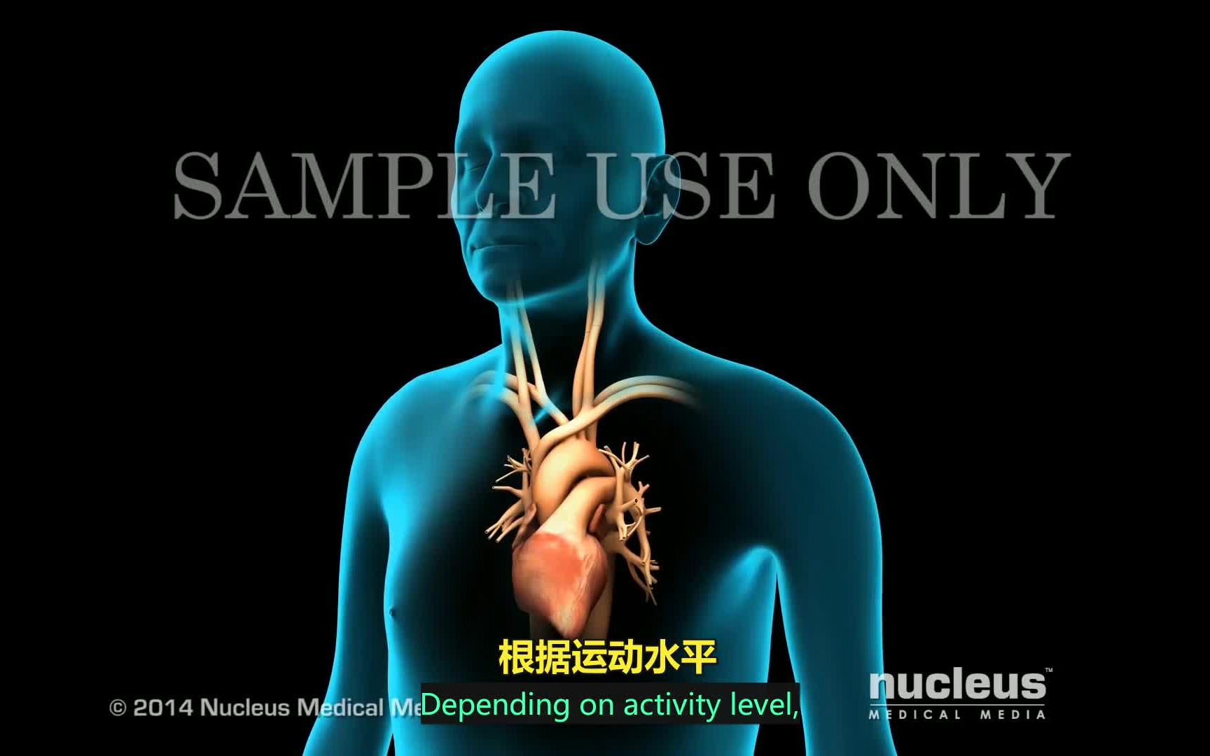 【3D医学动画】心律失常（中英双字幕）