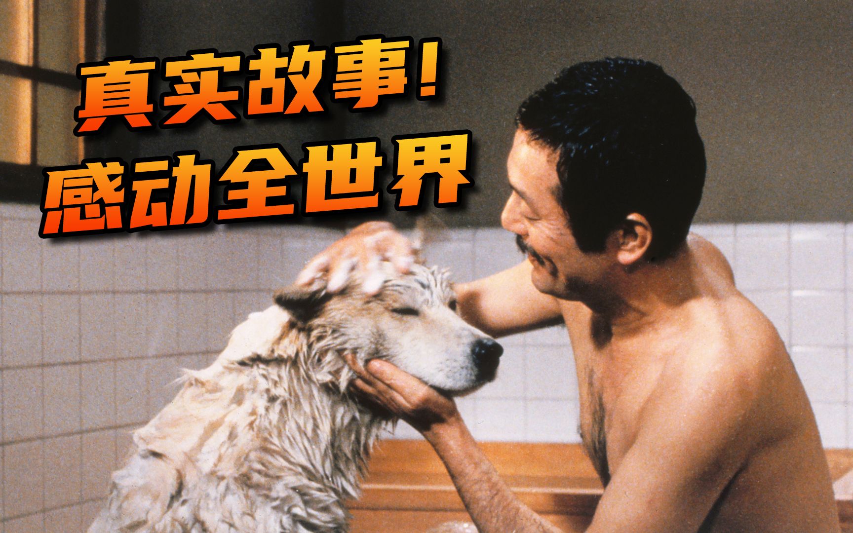 【阿斗】真实故事改编！超100万人只看过它的翻版，却不知道原版更催泪《忠犬八公物语》