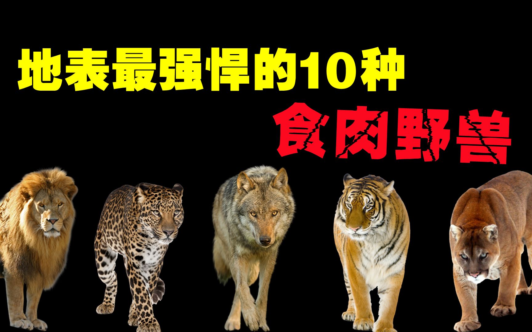 地表最强悍的10种食肉野兽，老虎远比我们想象中的更可怕！