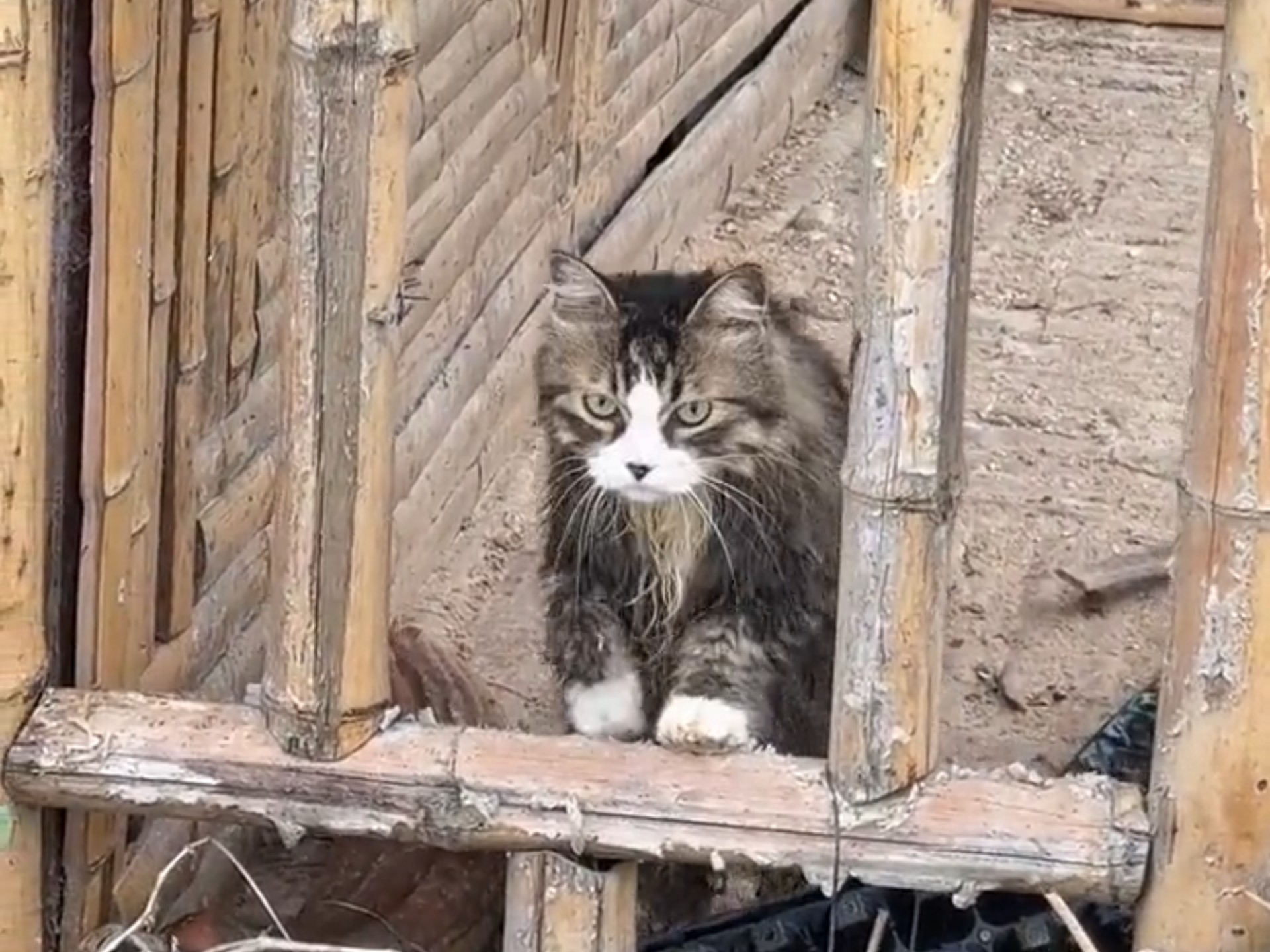 猫:你能再给我讲讲你救了我还把我带回家的故事吗