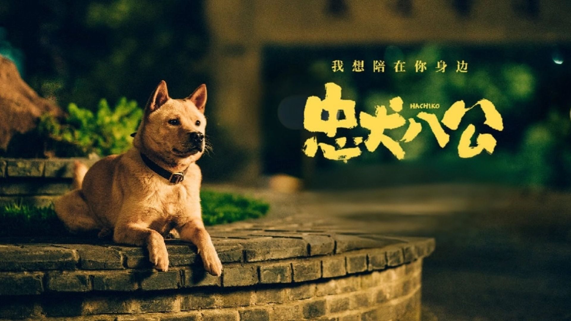 真人真事改编,小狗哪里懂得离别,它只知道等待,忠犬八公