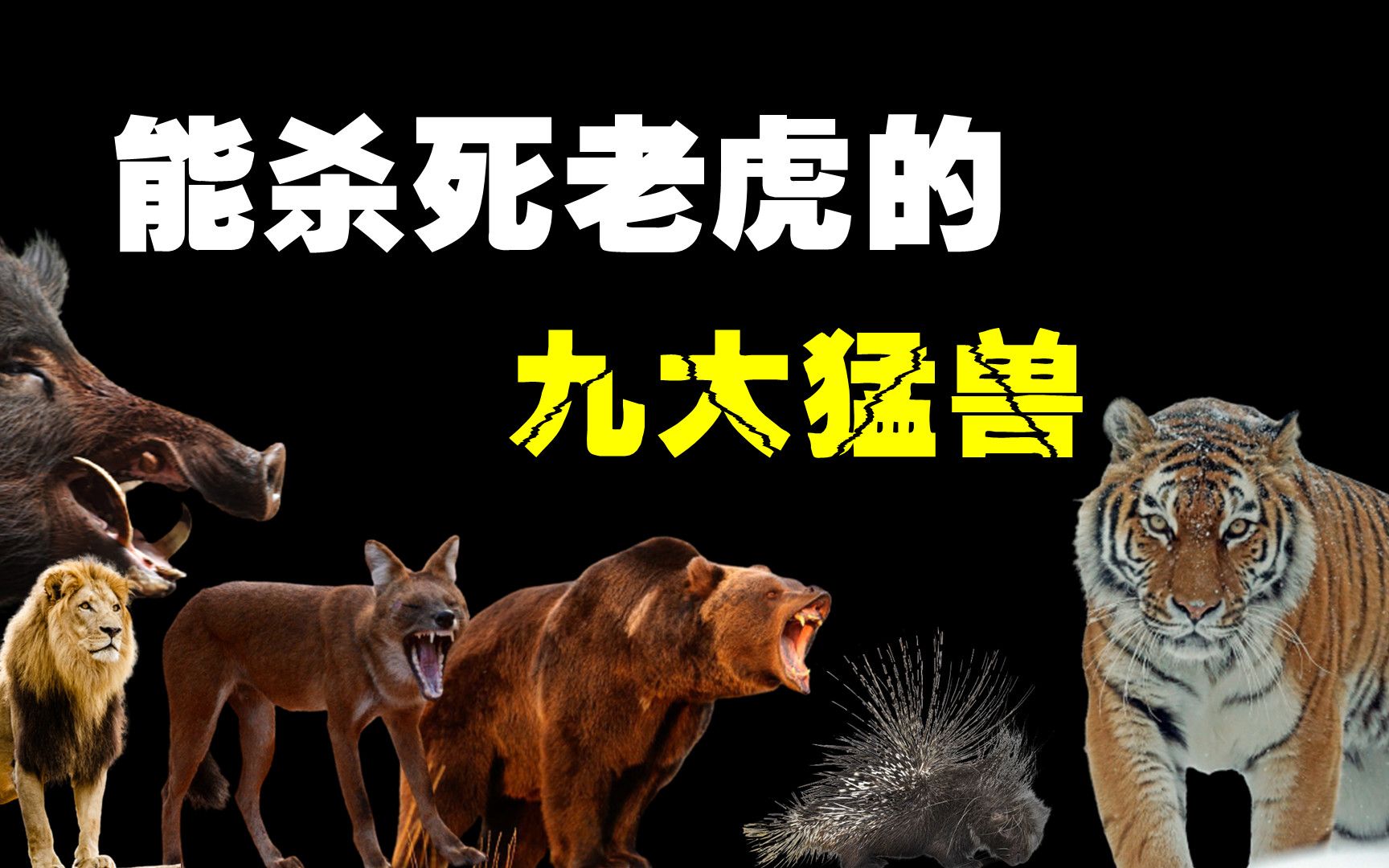 9种可以杀死老虎的动物，你以为老虎真能横扫动物界吗？