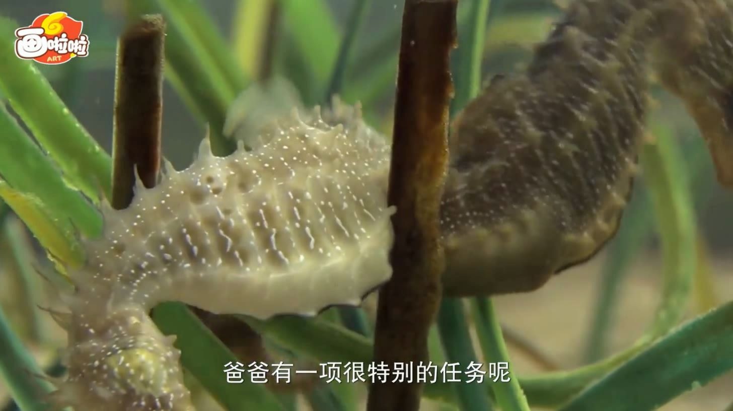 海底世界大冒险